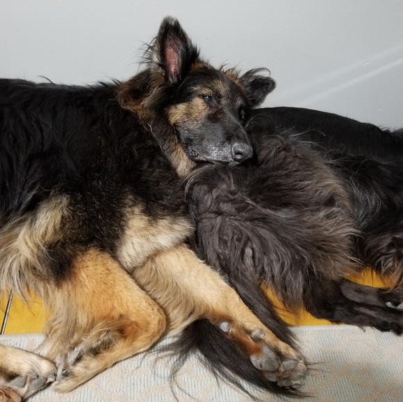 Meet your Posher, Diana - Picture 4 of 4